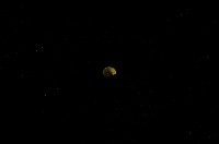 藏品(微小螺)的圖片